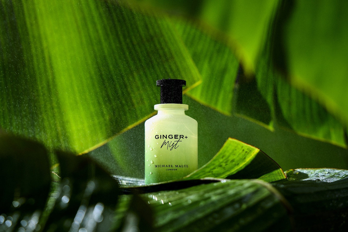 Ginger + Mist By Michael Malul